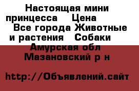 Настоящая мини принцесса  › Цена ­ 25 000 - Все города Животные и растения » Собаки   . Амурская обл.,Мазановский р-н